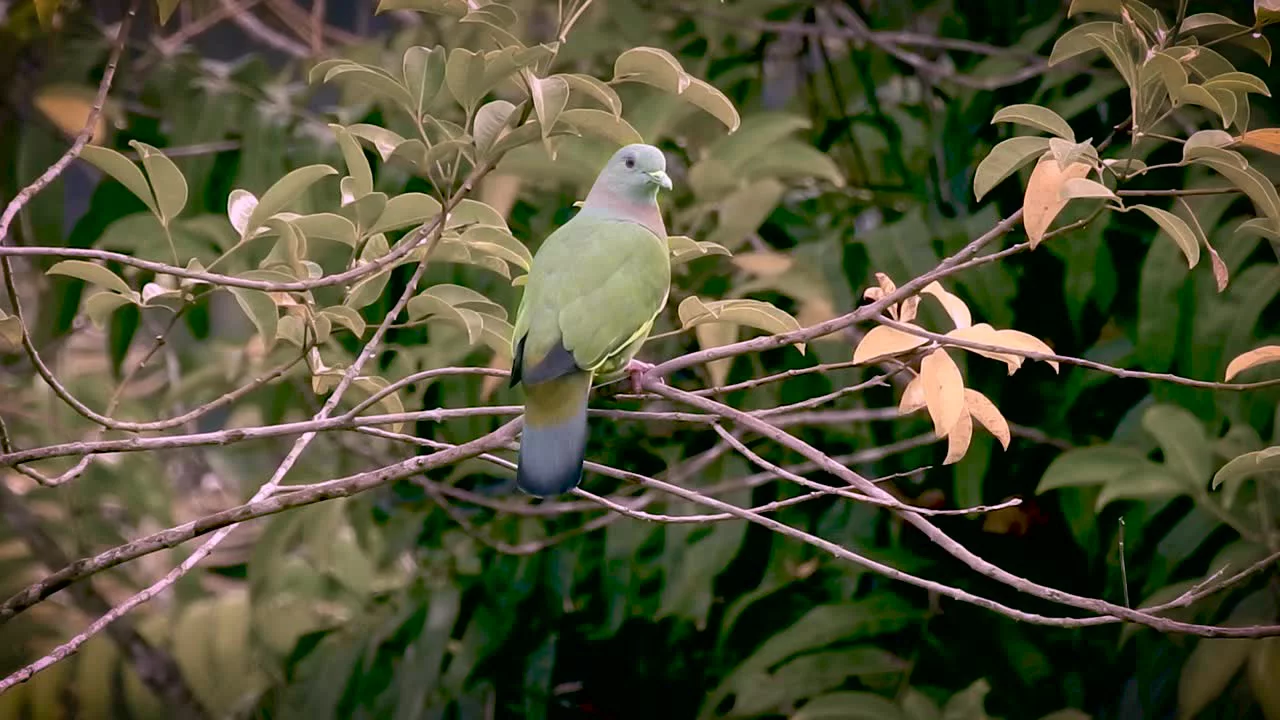 Farrow & Ball Treron No.292 Gloss Metal & Wood Paint, 2.5L - Image 2